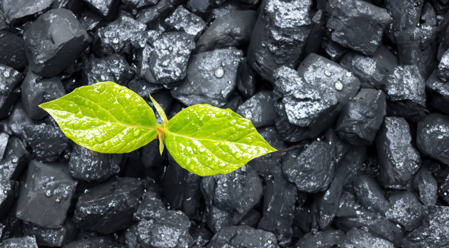 leaf sprouting from coal